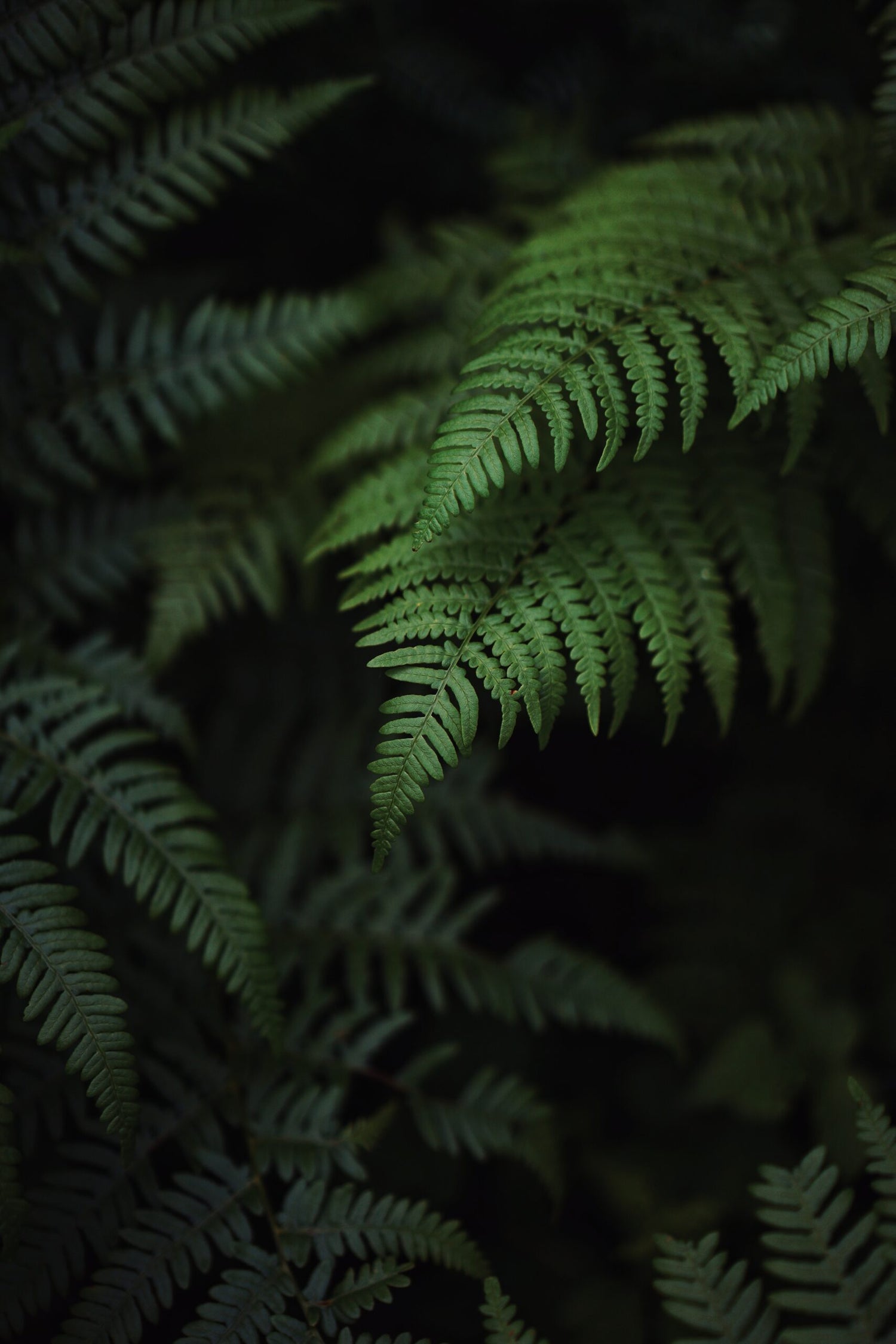 The Fern Plant: A Natural Defender